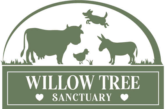 Willow Tree Sanctuary